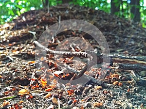 Colony of red ants