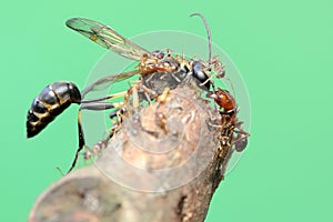 A colony of red ants preying on a wasp in rotting wood.