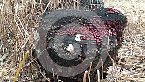 Colony of red bugs on a tree stump