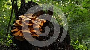 A colony of red mushrooms grows on an old rotten dried out stump in the forest close-up in the summer afternoon