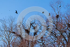 A colony of rooks on a large tree