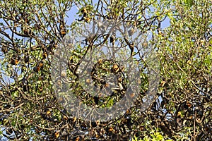 Colony of roosting fruit bats