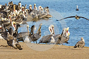 Colony of sea birds, pelicans and seagulls, close-up sitting on the beach close to the river