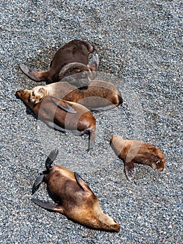 Sea lions near Puerto Madryn, Argentina photo