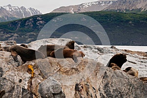 Colony of sea lions. beagle channel patagonia argentina