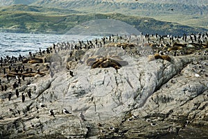 Colony Of Sea Lions And King Cormorants Resting On A Small Island On The Beagle Channel, Tierra Del Fuego, Argentina