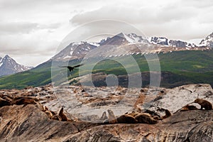 colony of sea lions and one black bird Flying