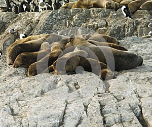 Colony Of Sea Lions Resting On A Small Island On The Beagle Channel