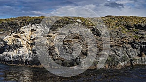 A colony of sea lions rests lying on the slope of a rocky islet in the Beagle Channel. photo