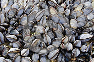 A colony of sea mussels