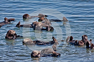 Colony of sea otters in Elkhorn Sleugh in Monterey, CA.