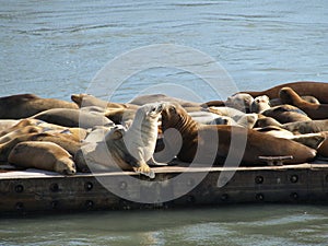 Colony of seals