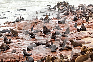 Colony of seals