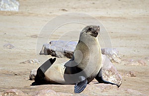 Colony of seals at Cape Cross Reserve, Atlantic Ocean coast