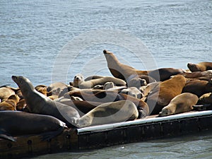 Colony of seals on pier