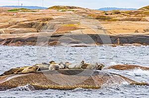 Colony Of Seals On Rocky Island