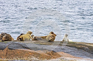 Colony Of Seals On Rocky Island