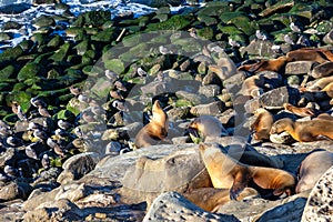 Colony of Seals and Sea Birds on multi colored rocks