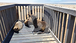Seals, Skeleton coast, Namibia