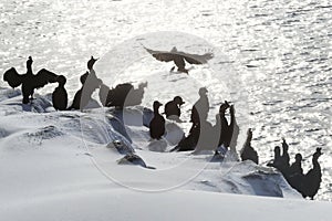 Colony of shags in backlit, Norway