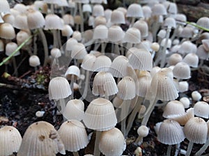 A colony of small white fungi fairy ink cap or trooping crumble cap. photo