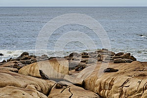 Colony of South American fur seal, Arctocephalus australis.