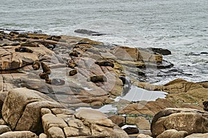 Colony of South American fur seal, Arctocephalus australis, on the cliffs of Cabo Polonio