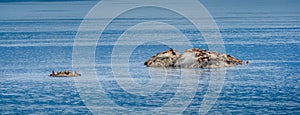 Colony of Steller sea lions bask in the sun