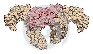 Colony-stimulating factor 1 (CSF-1) in complex with its receptor, hCSF-1R. 3D illustration