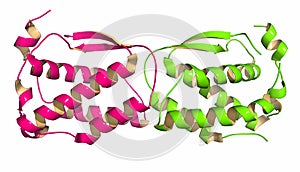 Colony stimulating factor 1 CSF-1, M-CSF. Also known as macrophage colony stimulating factor. 3D rendering, cartoon.