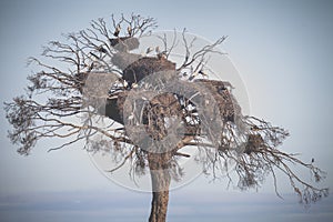 Colony of storks