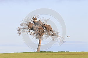 Colony of storks on a pine. Landscape of Extremadura