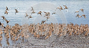 Colony of straight-billed curlews Limosa heamastica in their migration period, on Isla Quinchao, Chiloe, Chile
