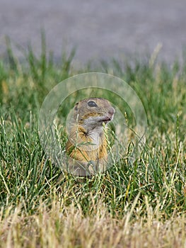 Colony of suslik on airport Marchanice photo