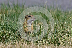 Colony of suslik photo