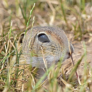 Colony of suslik photo