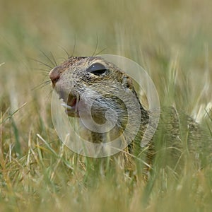 Colony of suslik photo