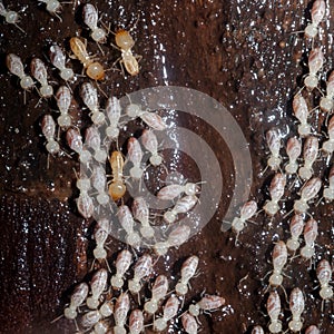 colony of termites