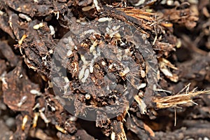 Colony of termites photo