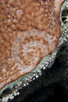 Colony of Tubular sponge polyps. photo