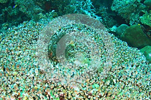 Colony of Tunicates in Raja Ampat photo