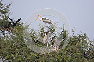 A colony of varies birds living together nesting in a big trees. Painted storks, cormorants, spoonbill.