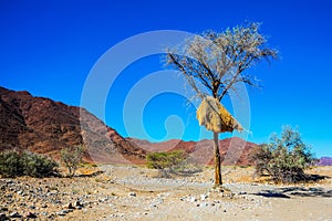 Colony of weaver birds