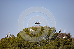 A colony of White storks, Ciconia ciconia, in the nest, in a mediterranean pine. Focus is in the upper couple