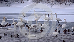 Colony of white swans on Lake Svetloye, Altai Territory