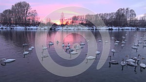 Colony of white swans on Lake Svetloye, Altai Territory