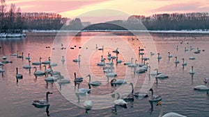 Colony of white swans on Lake Svetloye, Altai Territory