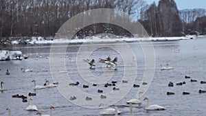 Colony of white swans on Lake Svetloye, Altai Territory