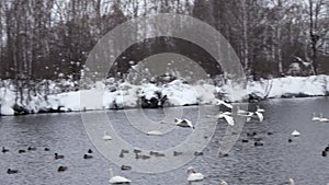 Colony of white swans on Lake Svetloye, Altai Territory