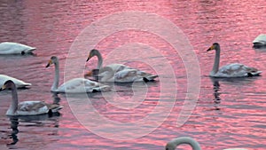 Colony of white swans on Lake Svetloye, Altai Territory